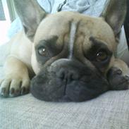 Fransk bulldog Molly