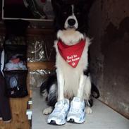 Border collie borris