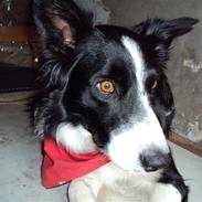 Border collie borris