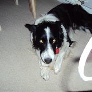 Border collie borris