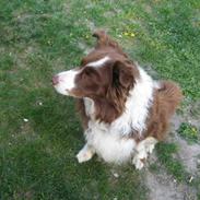Border collie Mickey R.I.P.3/9-2010