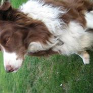 Border collie Mickey R.I.P.3/9-2010