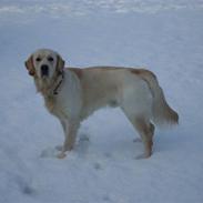 Golden retriever Junior