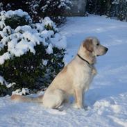 Golden retriever Junior