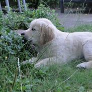 Golden retriever Oscar