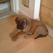 Mastiff angel