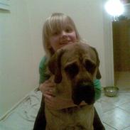Mastiff angel