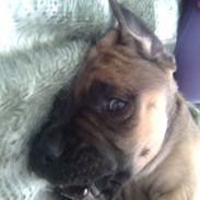 Mastiff angel