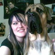 Mastiff angel
