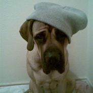 Mastiff angel