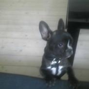 Fransk bulldog Tulle / Coco