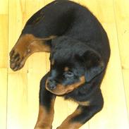 Rottweiler Hachi