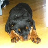 Rottweiler Hachi