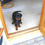 Rottweiler Hachi