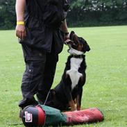 Appenzeller sennenhund Bufas's Zuper Zaco (Zaco)