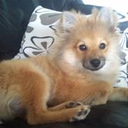 Pomeranian Balou