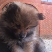 Pomeranian Balou