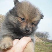 Pomeranian Balou