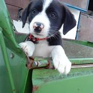 Blanding af racer Zoe