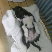 Blanding af racer Zoe