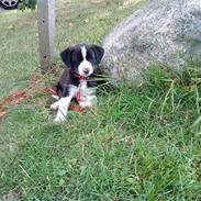 Blanding af racer Zoe