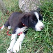 Blanding af racer Zoe