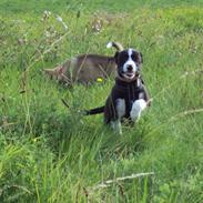 Blanding af racer Zoe