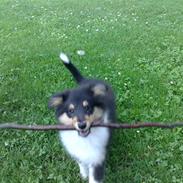 Shetland sheepdog coby