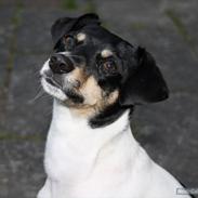 Dansk svensk gaardhund Frida