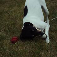 Dansk svensk gaardhund Frida