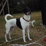 Dansk svensk gaardhund Frida