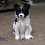 Papillon Zuma