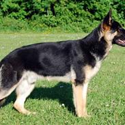 Schæferhund Allibinas Ghandi