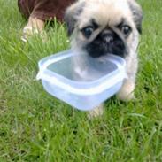 Blanding af racer Lilu