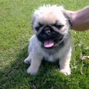 Blanding af racer Lilu