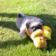 Blanding af racer Lilu