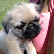 Blanding af racer Lilu