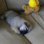 Blanding af racer Lilu