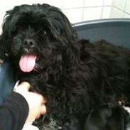 Lhasa apso Perle(Pelle)