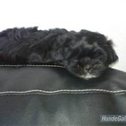 Lhasa apso Perle(Pelle)