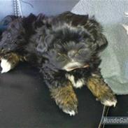 Lhasa apso Perle(Pelle)