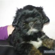 Lhasa apso Perle(Pelle)