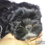 Lhasa apso Perle(Pelle)