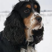 Cocker spaniel Aslan