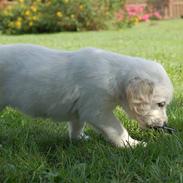 Golden retriever Joey