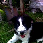 Border collie Moss