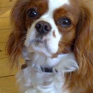 Cavalier king charles spaniel Molli