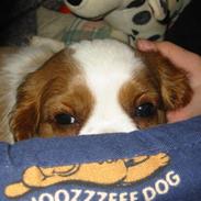 Cavalier king charles spaniel Molli