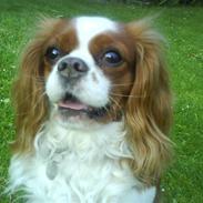 Cavalier king charles spaniel Molli