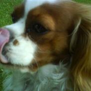 Cavalier king charles spaniel Molli